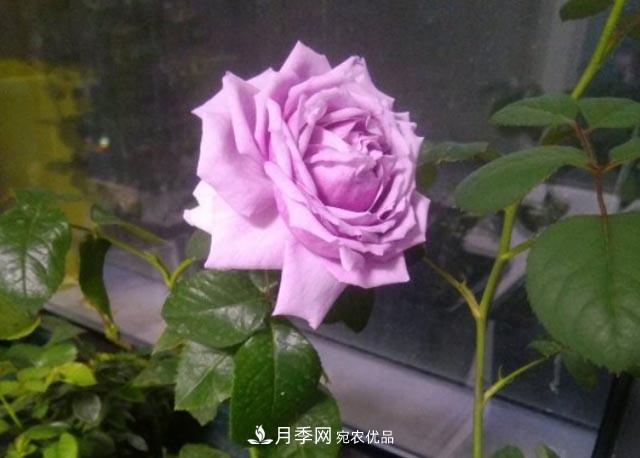 九月養月季，做到&quot;3多&quot;，秋花不愁開(kāi)，春花更可期(圖1)