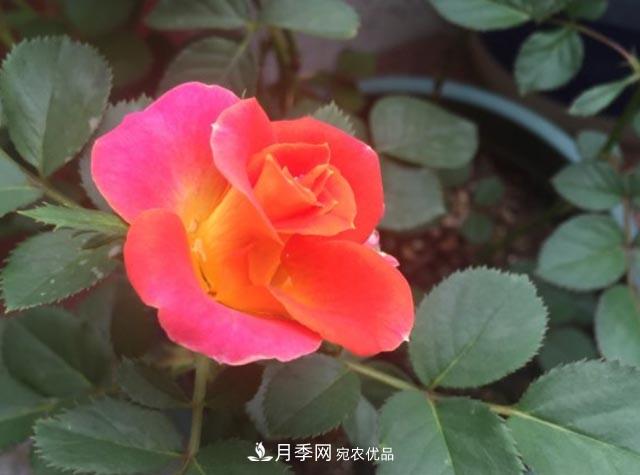 九月養月季，做到&quot;3多&quot;，秋花不愁開(kāi)，春花更可期(圖2)