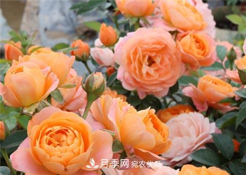 月季不會(huì )修剪？3種情況不要亂剪，一剪就沒(méi)(圖1)