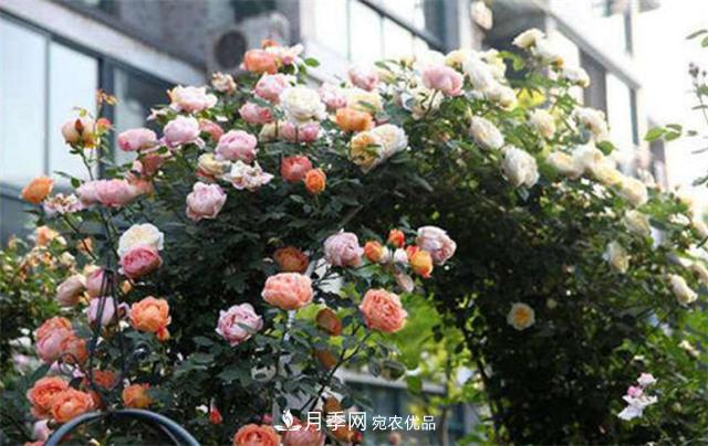 大戶(hù)人家用6種方法養造型月季，美觀(guān)大氣上檔次(圖1)