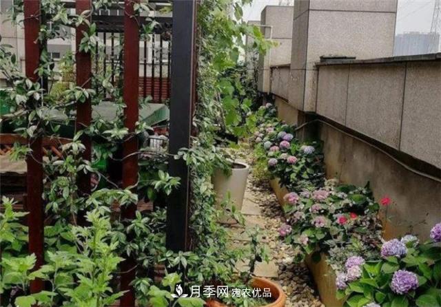 大戶(hù)人家用6種方法養造型月季，美觀(guān)大氣上檔次(圖2)