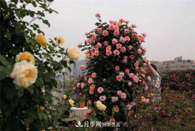 大戶(hù)人家用6種方法養造型月季，美觀(guān)大氣上檔次(圖4)