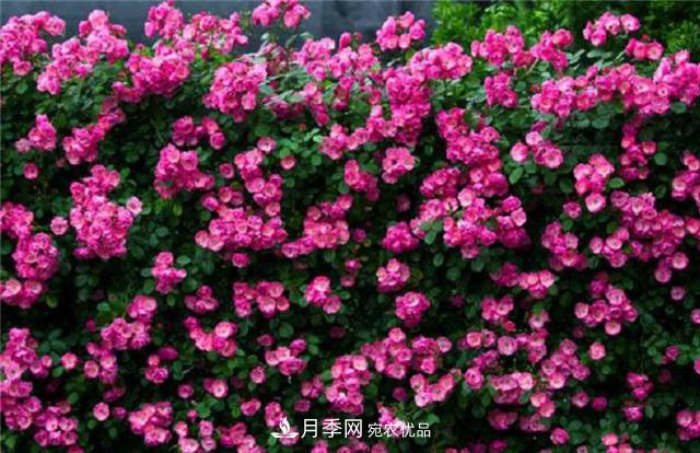大戶(hù)人家用6種方法養造型月季，美觀(guān)大氣上檔次(圖5)