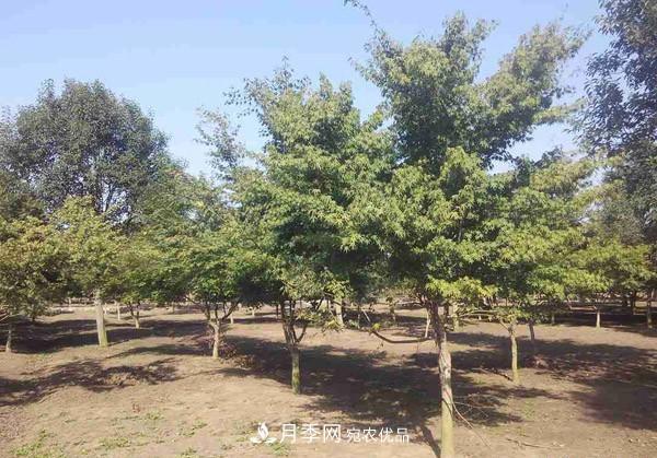 移栽苗木大樹(shù)，記住這幾點(diǎn)，成活率翻倍(圖1)