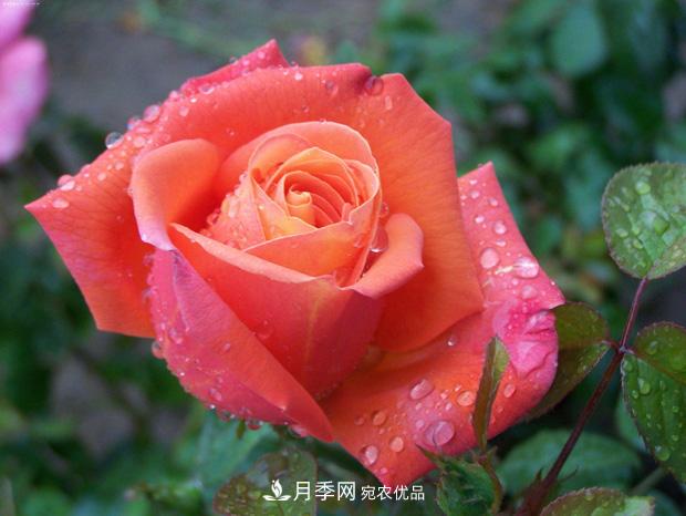 月季養花澆水的六個(gè)方法，七大禁忌！(圖1)