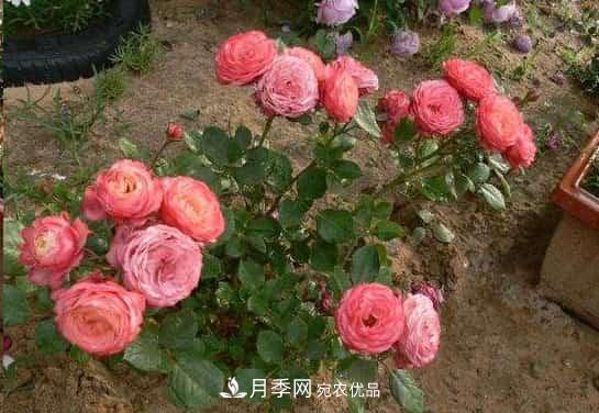 月季地栽這么做，長(cháng)的比別人家的快10倍(圖1)
