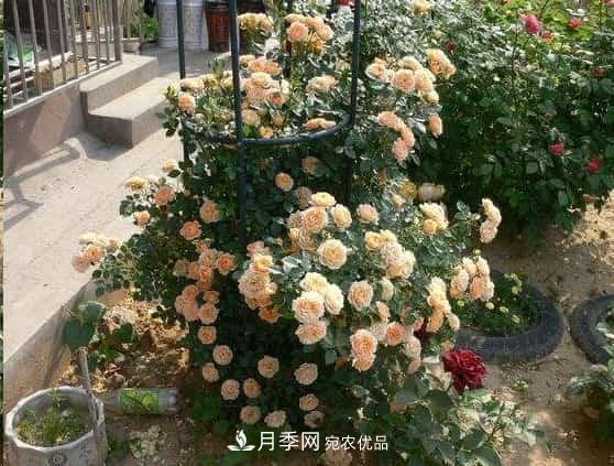 月季地栽這么做，長(cháng)的比別人家的快10倍(圖2)