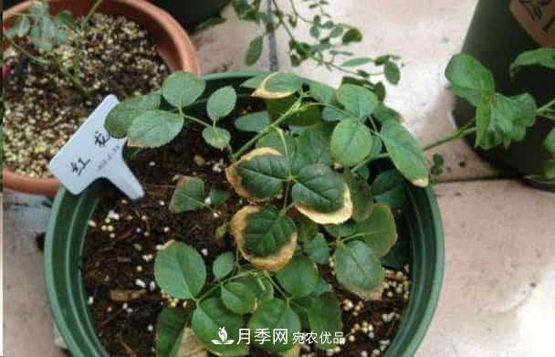 月季換盆后葉子黃了怎么回事？施肥辦法詳解在此(圖1)