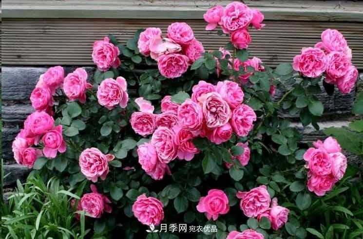 養了2年的藤本月季不開(kāi)花有三個(gè)原因，南方花友如何解決？(圖1)