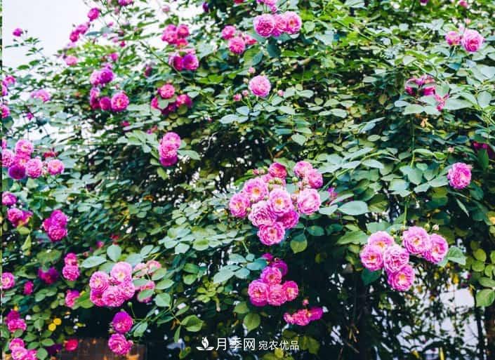 養了2年的藤本月季不開(kāi)花有三個(gè)原因，南方花友如何解決？(圖2)