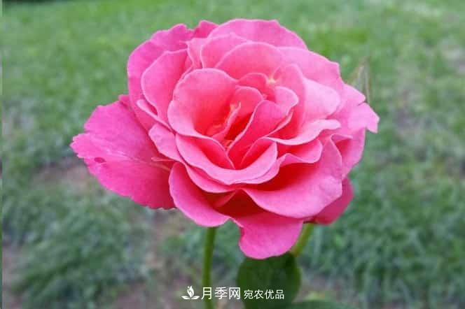 月季花苞一直打不開(kāi)，5個(gè)原因在這！(圖2)