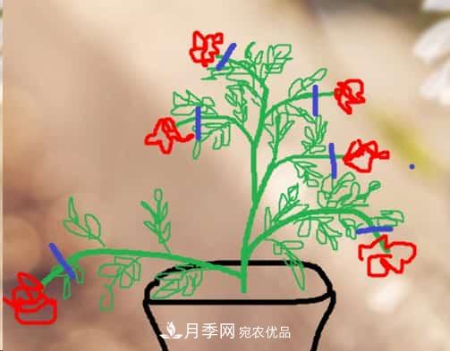 藤本月季小苗修剪方法，花友學(xué)會(huì )了嗎！(圖3)