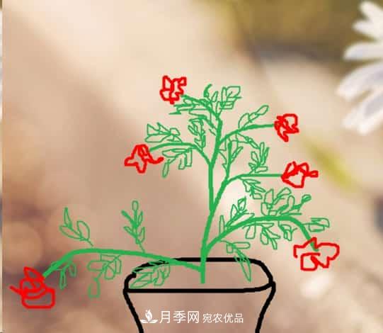 藤本月季小苗修剪方法，花友學(xué)會(huì )了嗎！(圖1)