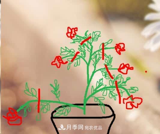 藤本月季小苗修剪方法，花友學(xué)會(huì )了嗎！(圖2)
