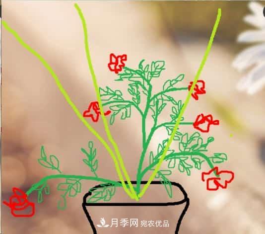 藤本月季小苗修剪方法，花友學(xué)會(huì )了嗎！(圖4)