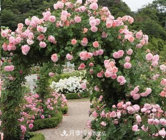 藤本月季牽引技巧！輕松打造月季花墻(圖2)