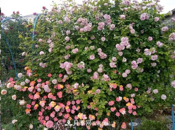 藤本月季牽引技巧！輕松打造月季花墻(圖1)