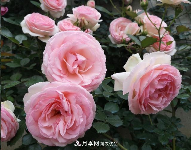 月季入秋養護做到這3點(diǎn)，開(kāi)花大又多！(圖1)
