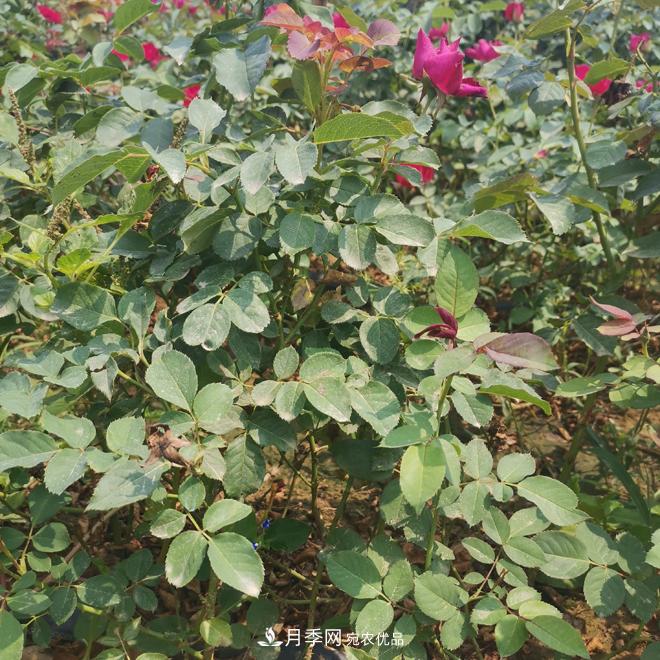 月季苗，月季花，品種齊全暢銷(xiāo)全國市花城市(圖1)