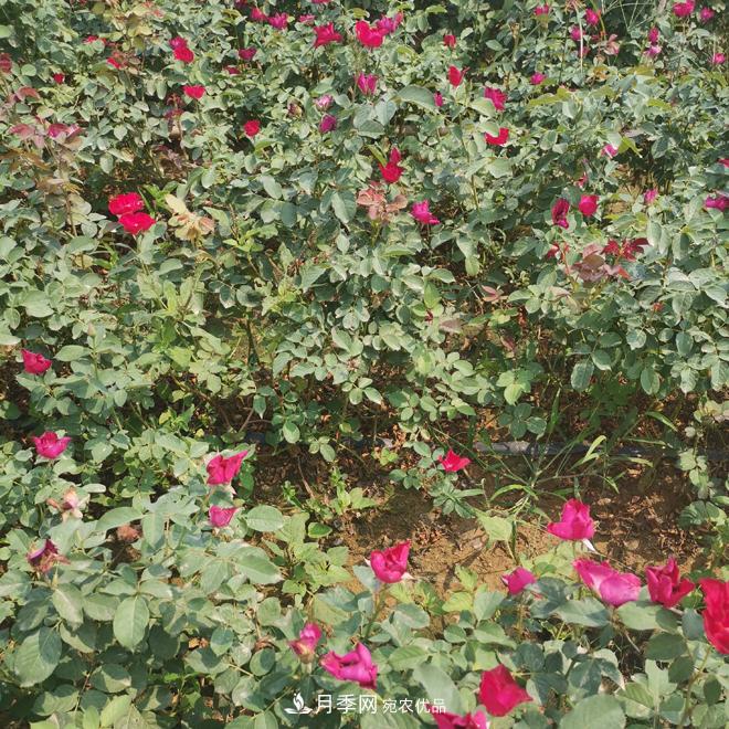 月季苗，月季花，品種齊全暢銷(xiāo)全國市花城市(圖2)