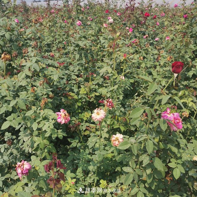 月季苗，月季花，品種齊全暢銷(xiāo)全國市花城市(圖3)