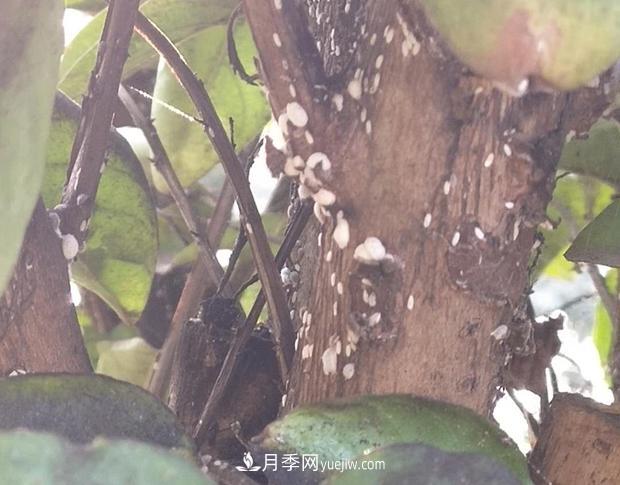 紫薇葉片蒙上一層“煤油”？罪魁禍首是它(圖1)
