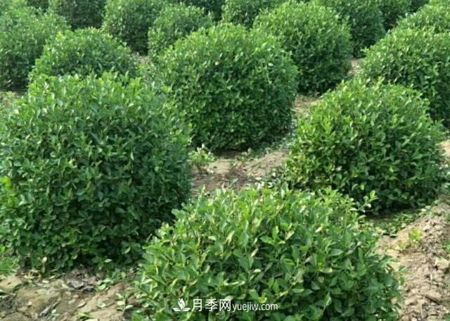 2020年苗木行業(yè)開(kāi)啟價(jià)格白刃戰，誰(shuí)主沉??？(圖1)