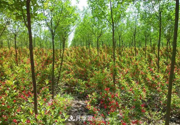 冬季苗木怕凍傷，提前養護準沒(méi)錯(圖1)