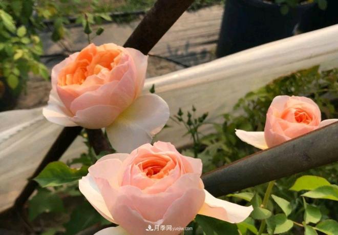 月季花長(cháng)粗壯芽先橫拉定期澆肥多淋雨，一年長(cháng)成花球(圖2)