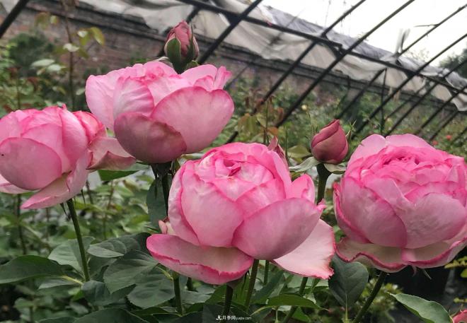 月季花長(cháng)粗壯芽先橫拉定期澆肥多淋雨，一年長(cháng)成花球(圖1)