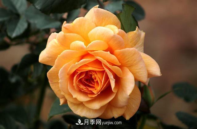 秋天養護月季不難，做好這三點(diǎn)還能開(kāi)花(圖1)