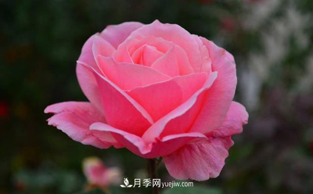 秋天養護月季不難，做好這三點(diǎn)還能開(kāi)花(圖2)
