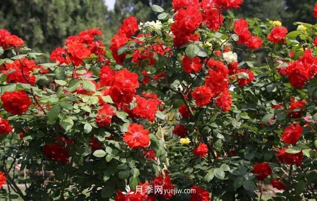 秋天養護月季不難，做好這三點(diǎn)還能開(kāi)花(圖3)