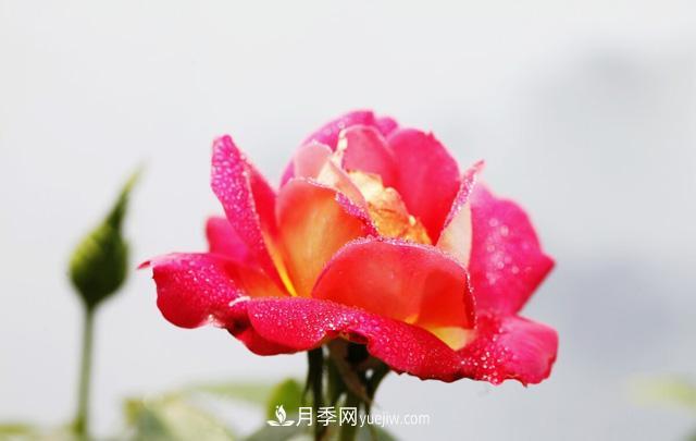 寒露過(guò)后如何扦插月季？輕松掌握養護技巧，養出苗壯月季花(圖2)