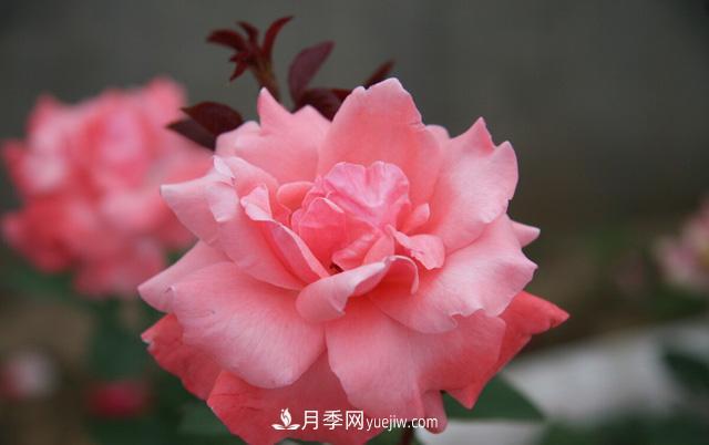 寒露過(guò)后如何扦插月季？輕松掌握養護技巧，養出苗壯月季花(圖3)
