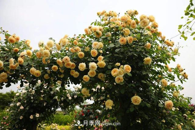 推薦3個(gè)藤本月季品種，一年就能長(cháng)成月季花墻(圖1)