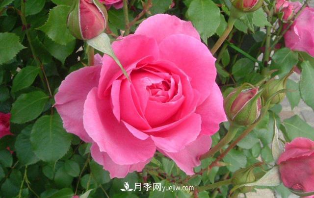 推薦3個(gè)藤本月季品種，一年就能長(cháng)成月季花墻(圖2)