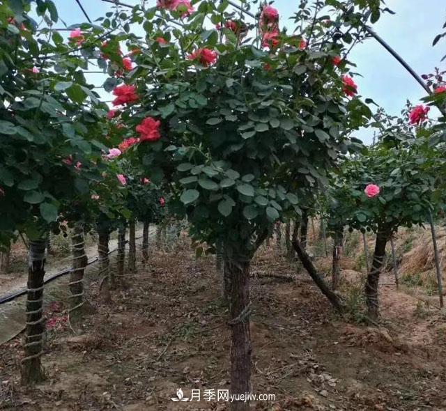 月季樹(shù)冬天怎么修剪？(圖1)