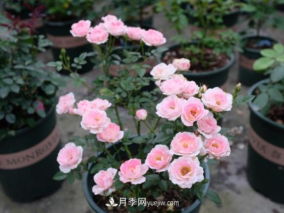 月季長(cháng)勢差，注意這三個(gè)小細節，很快就爆盆(圖2)