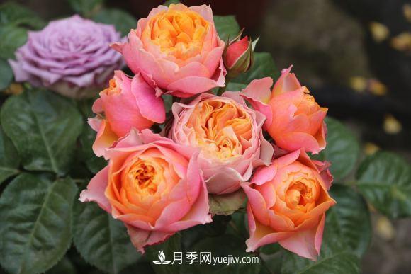月季長(cháng)勢差，注意這三個(gè)小細節，很快就爆盆(圖1)