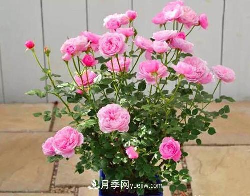 推薦新手5種微型月季，好養又好看，陽(yáng)臺盆栽佳品(圖1)