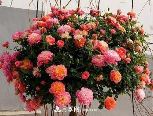推薦新手5種微型月季，好養又好看，陽(yáng)臺盆栽佳品(圖2)