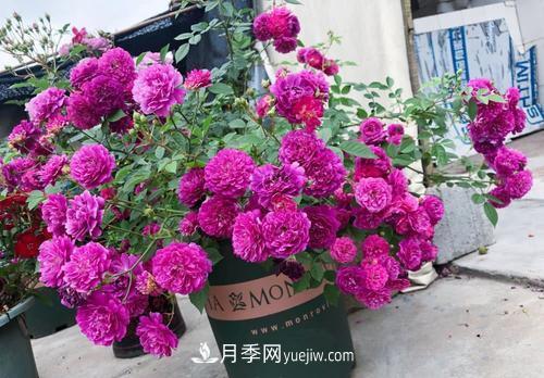 推薦新手5種微型月季，好養又好看，陽(yáng)臺盆栽佳品(圖3)