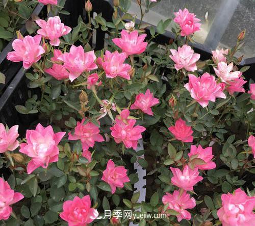 推薦新手5種微型月季，好養又好看，陽(yáng)臺盆栽佳品(圖4)