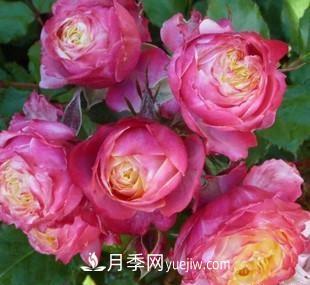 推薦新手5種微型月季，好養又好看，陽(yáng)臺盆栽佳品(圖5)