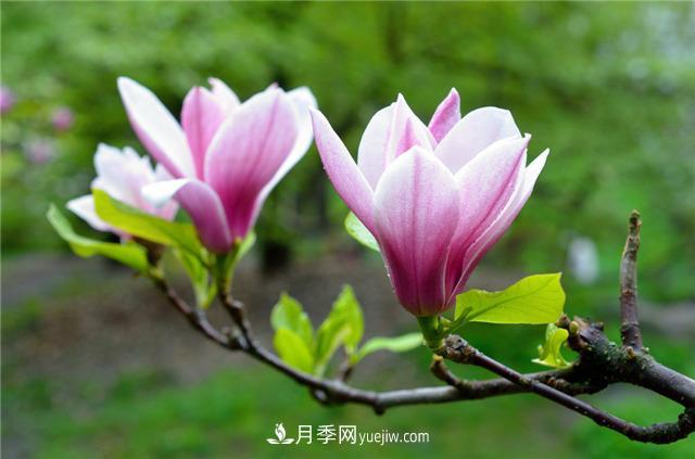 河南南召縣地理標志保護產(chǎn)品為中國辛夷之鄉增色(圖1)