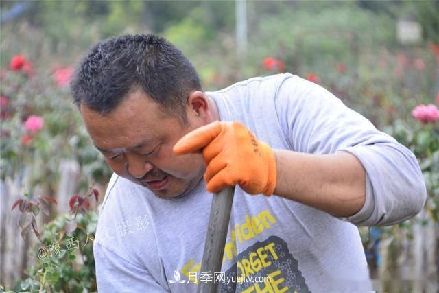 收來(lái)的月季老樁15塊錢(qián)一棵，枯死只能當柴火，走進(jìn)南陽(yáng)內鄉樹(shù)形月季園(圖7)
