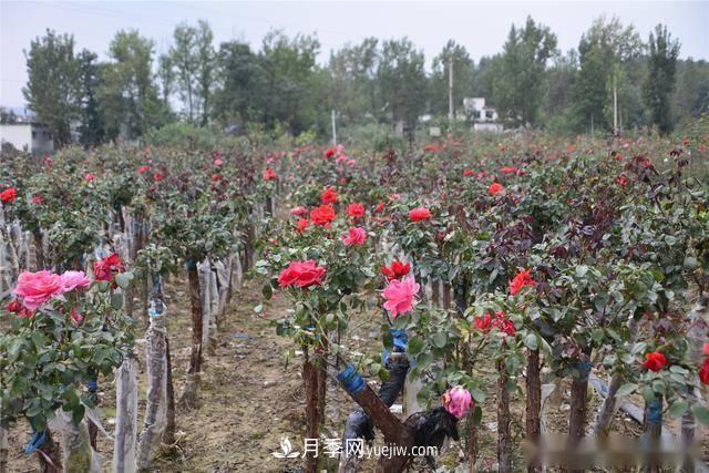 收來(lái)的月季老樁15塊錢(qián)一棵，枯死只能當柴火，走進(jìn)南陽(yáng)內鄉樹(shù)形月季園(圖8)