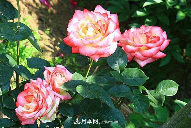 被52座城市共同選為市花的月季有什么魅力？國家園林綠化重大貢獻者(圖2)