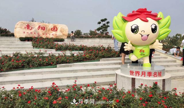 被52座城市共同選為市花的月季有什么魅力？國家園林綠化重大貢獻者(圖1)
